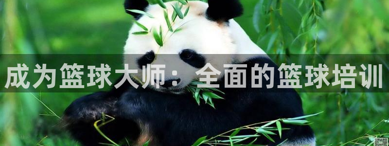 欧陆娱乐挂机项目怎么弄：成为篮球大师：全面的篮球培训