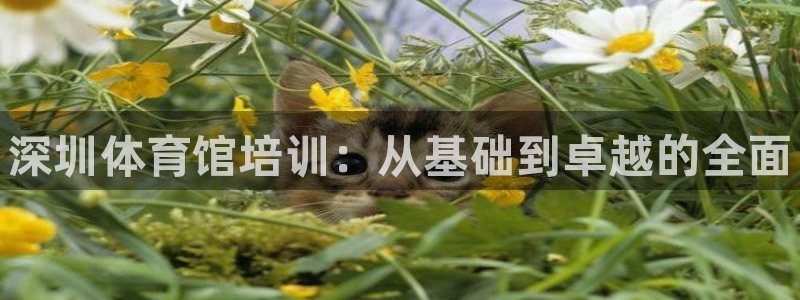 欧陆娱乐安全?：深圳体育馆培训：从基础到卓越的全面
